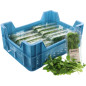 CORIANDRE GROSBUSCH 12X20G